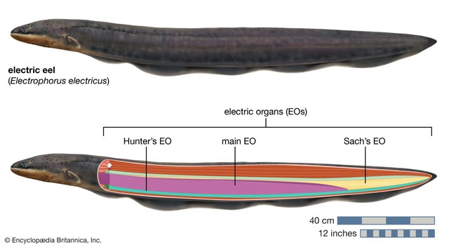 Phóng xung điện 600 vôn, loài lươn dị khiến cha đẻ thuyết tiến hóa rối trí: Bài toán khó - Ảnh 3.