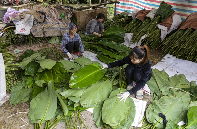 Hà Nội: Người dân làng Tràng Cát tất bật “hái lá đếm tiền” - Ảnh 1.