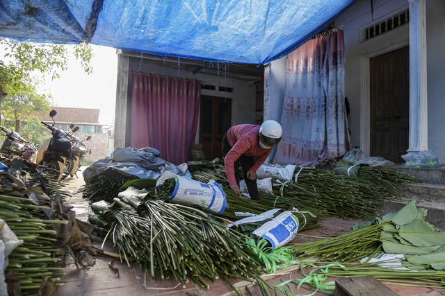 Hà Nội: Người dân làng Tràng Cát tất bật “hái lá đếm tiền” - Ảnh 9.