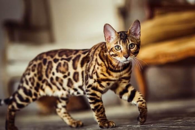 5 loài mèo đẹp nhất thế giới (Phần 1): Số 2 có thể cao tới hơn 1m khi đứng bằng hai chân - Ảnh 5.