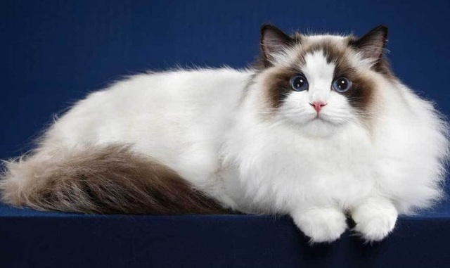 5 loài mèo đẹp nhất thế giới (Phần 1): Số 2 có thể cao tới hơn 1m khi đứng bằng hai chân - Ảnh 4.