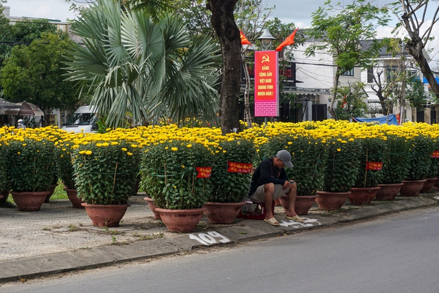 Chợ hoa xuân Đà Nẵng hạ giá rẻ như cho vẫn ế: &quot;Xin đừng chờ tới tối 30 Tết mới mua hoa!&quot; - Ảnh 1.