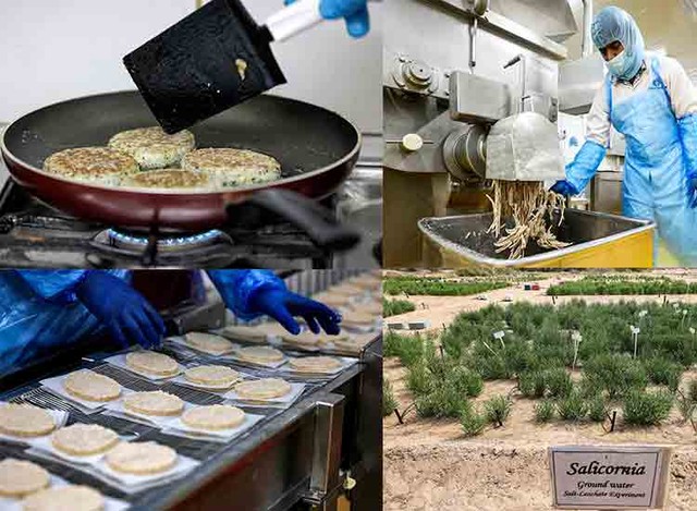 Siêu cây lương thực có khả năng chịu mặn trên sa mạc - Ảnh 2.