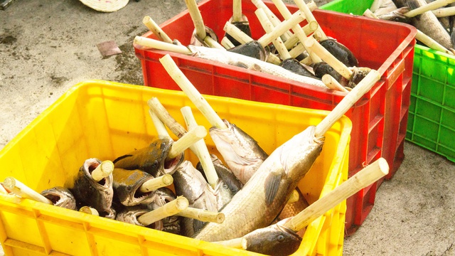 TPHCM: Phố cá lóc tấp nập, nhiều cửa hàng nướng 4.000 con cá để bán ngày vía Thần Tài - Ảnh 5.