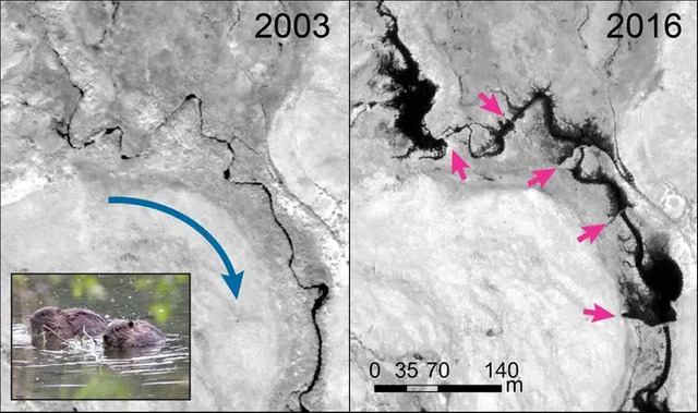 Ảnh vệ tinh cho thấy hải ly đang tàn phá vùng lãnh nguyên Alaska nhanh như nạn cháy rừng - Ảnh 7.