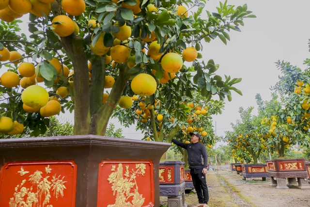 Bưởi cổ thụ giá chục triệu cháy hàng, được săn đón trước Tết Quý Mão  - Ảnh 1.