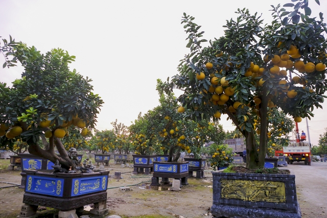 Bưởi cổ thụ giá chục triệu cháy hàng, được săn đón trước Tết Quý Mão  - Ảnh 3.