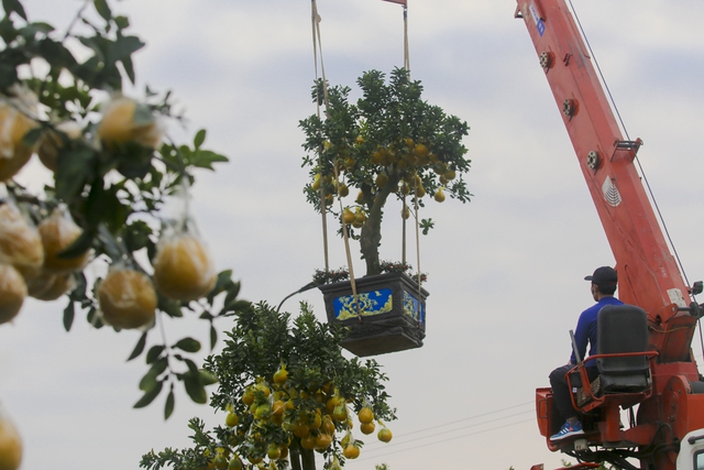 Bưởi cổ thụ giá chục triệu cháy hàng, được săn đón trước Tết Quý Mão  - Ảnh 10.