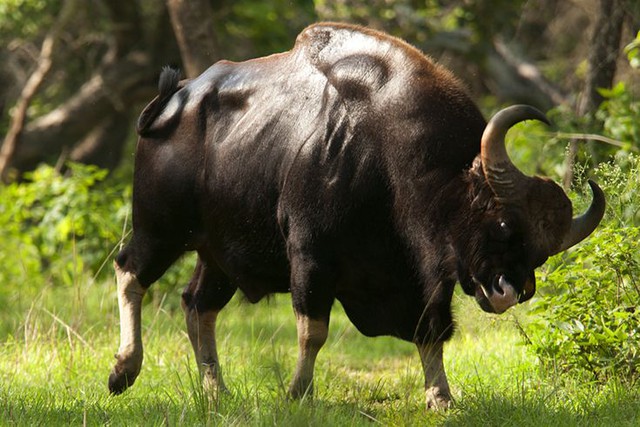 Độc lạ loài bò lớn nhất thế giới ở Việt Nam: Nặng tới 2 tấn, riêng túi mật đã lên tới 60 triệu - Ảnh 2.