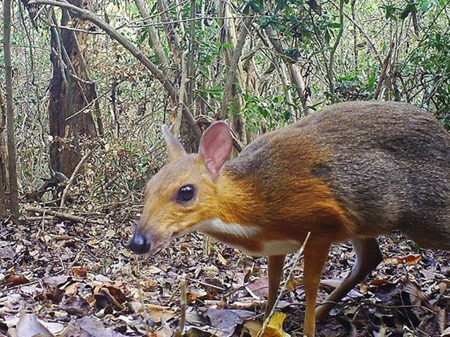 Độc lạ loài thú quý hiếm giữ kỷ lục thế giới ở Việt Nam: Vẻ ngoài giống hươu, kích cỡ chỉ bằng con thỏ - Ảnh 9.