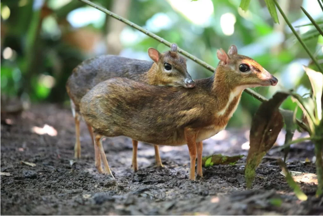 Độc lạ loài thú quý hiếm giữ kỷ lục thế giới ở Việt Nam: Vẻ ngoài giống hươu, kích cỡ chỉ bằng con thỏ - Ảnh 5.
