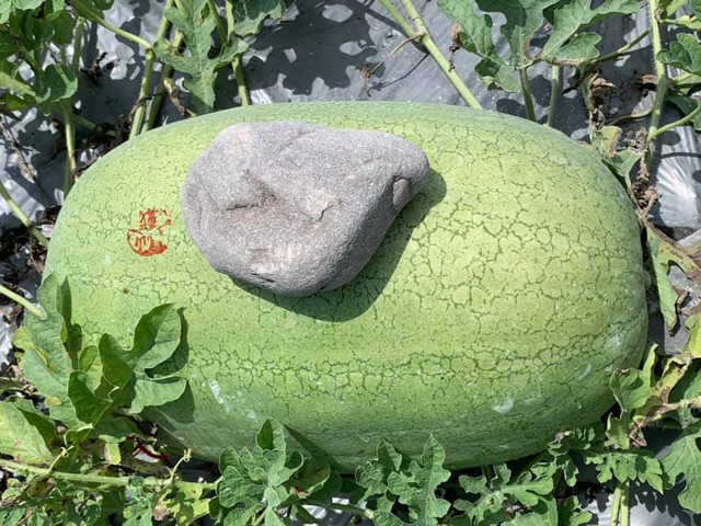Kỳ lạ nông dân Trung Quốc cứ trồng dưa hấu là đặt cục đá lên trên, chuyên gia: Rất khôn ngoan! - Ảnh 4.