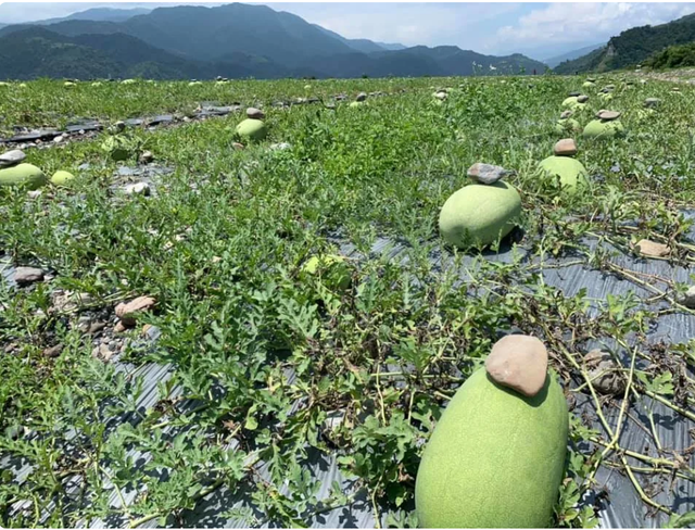 Kỳ lạ nông dân Trung Quốc cứ trồng dưa hấu là đặt cục đá lên trên, chuyên gia: Rất khôn ngoan! - Ảnh 1.
