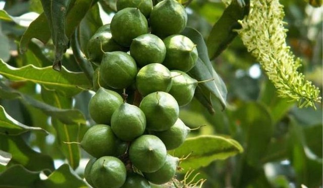 1 loại hạt được mệnh danh “nữ hoàng quả khô”, giá trị dinh dưỡng cực cao, nhưng “đắt xắt ra miếng”  - Ảnh 2.
