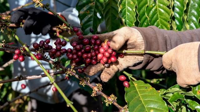 Báo quốc tế: Việt Nam được kỳ vọng phát triển cà phê hữu cơ - Ảnh 1.