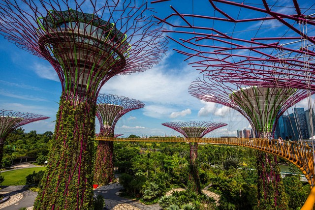 Biến thành phố thành khu vườn: Singapore &quot;gieo hạt giống&quot; cho cuộc cách mạng xanh - Ảnh 2.