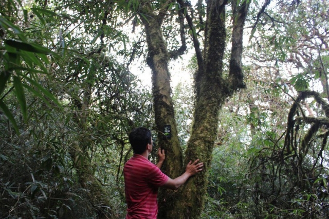 Độc lạ loài cây nghìn năm tuổi ở Việt Nam: Chỉ còn 60 gốc, giá thành phẩm 680 triệu đồng/kg - Ảnh 3.