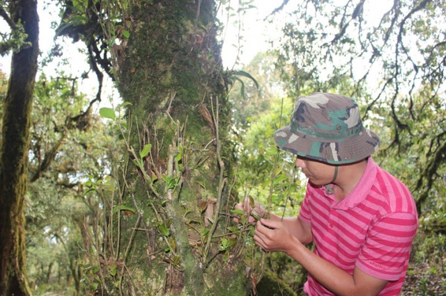 Độc lạ loài cây nghìn năm tuổi ở Việt Nam: Chỉ còn 60 gốc, giá thành phẩm 680 triệu đồng/kg - Ảnh 6.