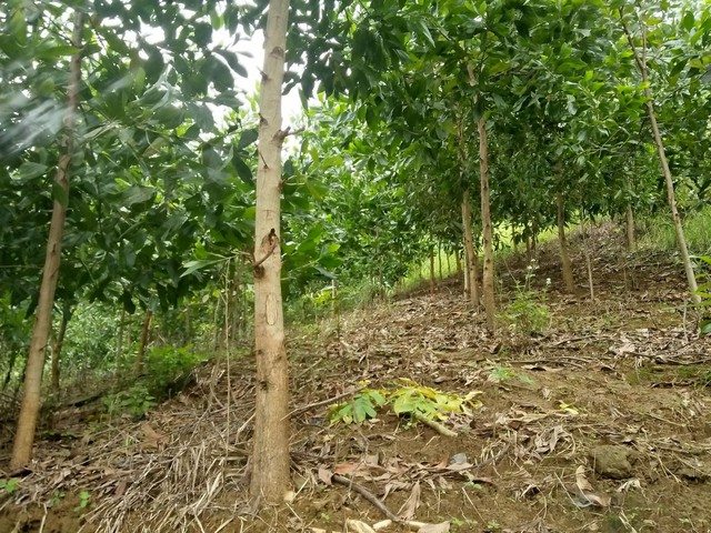 Chàng trai vừa làm "BTV xoàng" ở Hà Nội vừa trồng "triệu cây xanh": Bố mắng sa sả; nhìn cây mà khóc! - Ảnh 6.