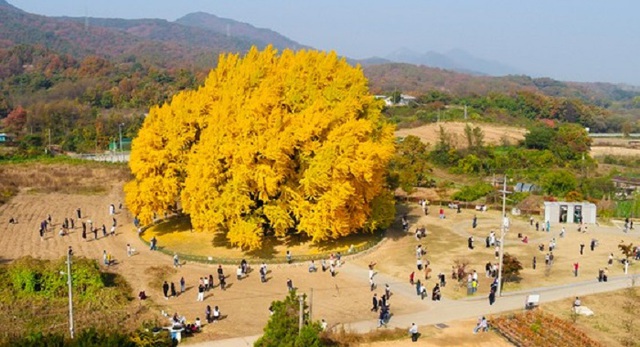 Cây ngân hạnh gần nghìn năm tuổi ở Hàn Quốc lại khoe sắc vàng rực cả góc trời khi mùa thu tới, cảnh đẹp mê mẩn hàng nghìn du khách - Ảnh 1.