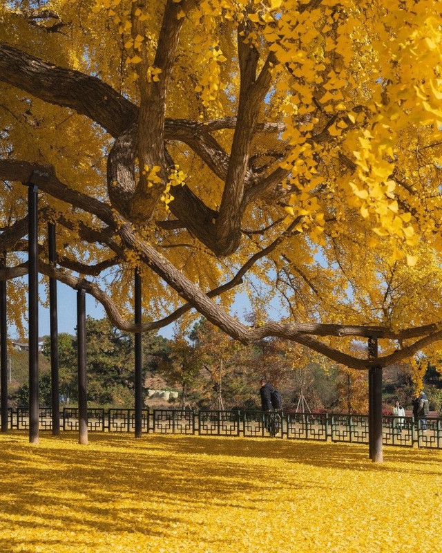 Cây ngân hạnh gần nghìn năm tuổi ở Hàn Quốc lại khoe sắc vàng rực cả góc trời khi mùa thu tới, cảnh đẹp mê mẩn hàng nghìn du khách - Ảnh 3.