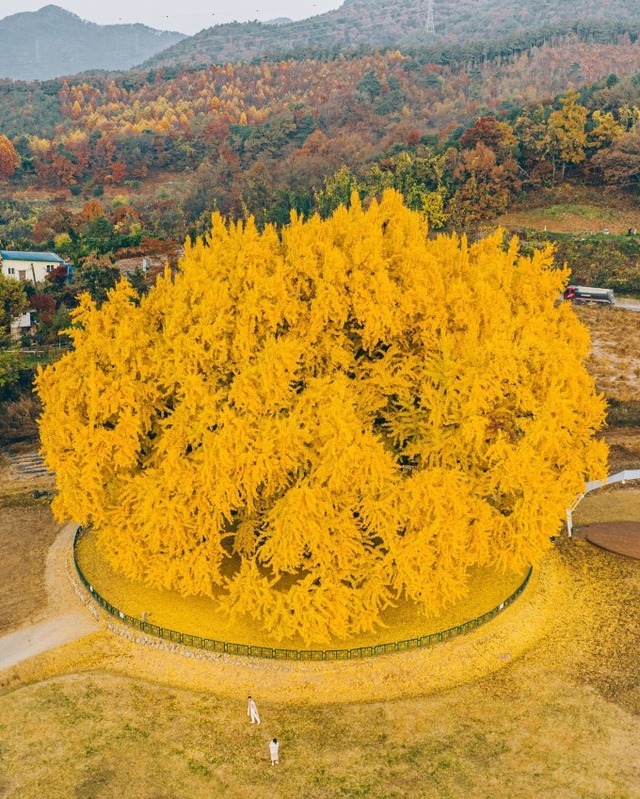 Cây ngân hạnh gần nghìn năm tuổi ở Hàn Quốc lại khoe sắc vàng rực cả góc trời khi mùa thu tới, cảnh đẹp mê mẩn hàng nghìn du khách - Ảnh 5.