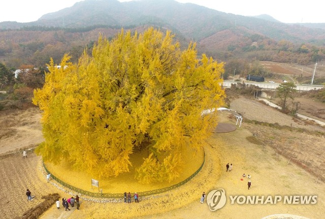 Cây ngân hạnh gần nghìn năm tuổi ở Hàn Quốc lại khoe sắc vàng rực cả góc trời khi mùa thu tới, cảnh đẹp mê mẩn hàng nghìn du khách - Ảnh 2.