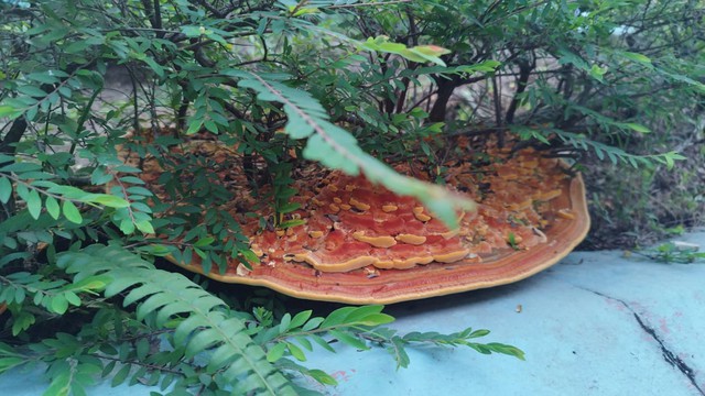 Phát hiện &quot;chiếc pizza&quot; khổng lồ dưới gốc cây trong khu chung cư, người đàn ông đăng đàn hỏi dân mạng gây ra cuộc tranh luận sôi nổi - Ảnh 1.