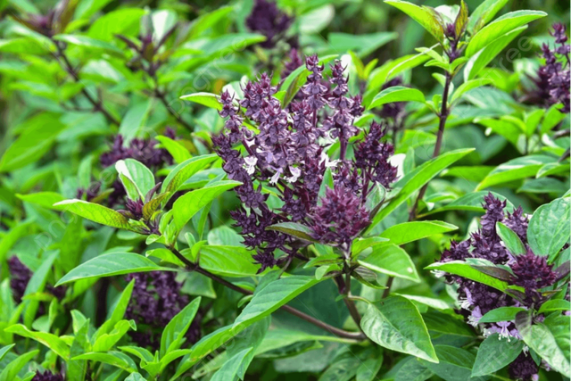 Loại rau gia vị bán rẻ ở chợ Việt là ‘thuốc’ hạ đường huyết tự nhiên, phòng chống ung thư cực hiệu quả - Ảnh 1.