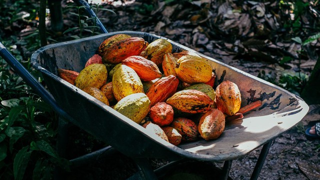 Từ cây cacao đến socola chỉ trong 60 ngày - Hành trình kỳ diệu của dòng socola trung hòa carbon tại Việt Nam - Ảnh 1.