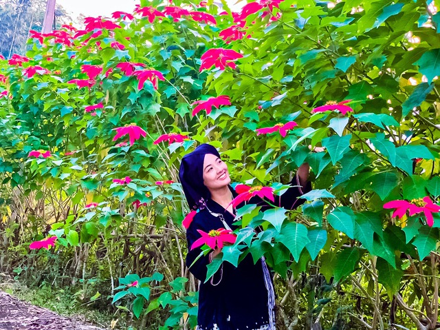 Tháng 12 về Xuân Sơn ngắm hoa Trạng Nguyên - Ảnh 2.
