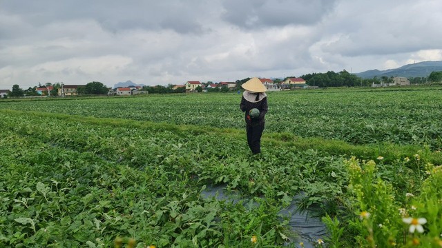 Quảng Bình: Ghi nhận sự nỗ lực giảm nghèo bền vững ở huyện Quảng Ninh - Ảnh 2.