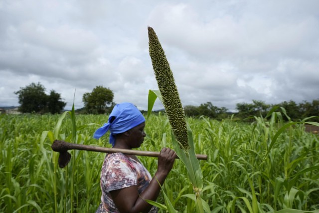 Liên hợp quốc gợi ý tăng năng suất với loại ngũ cốc mới ứng phó biến đổi khí hậu - Ảnh 1.