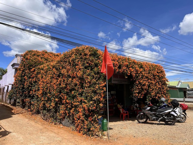 Đến hẹn lại lên: thêm một căn nhà phủ đầy hoa rực rỡ tại Di Linh nườm nượp du khách ghé đến chụp hình - Ảnh 4.
