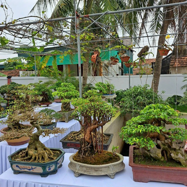 Chiêm ngưỡng hàng chục cây bonsai cổ thụ giá cả trăm triệu đồng không bán - Ảnh 2.
