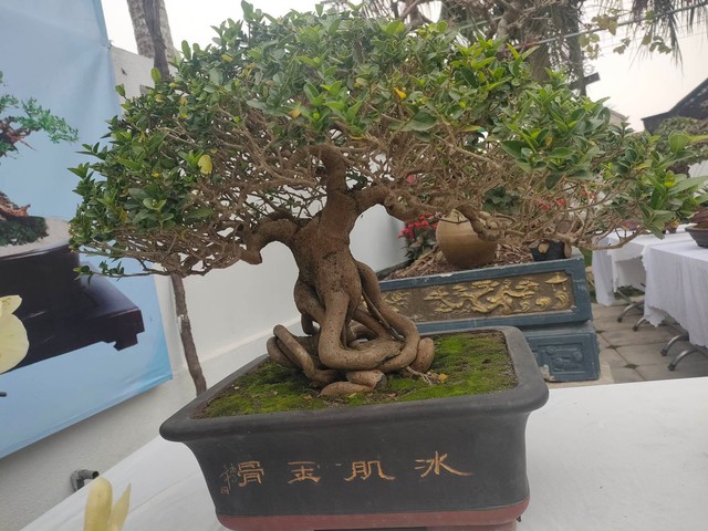 Chiêm ngưỡng hàng chục cây bonsai cổ thụ giá cả trăm triệu đồng không bán - Ảnh 9.