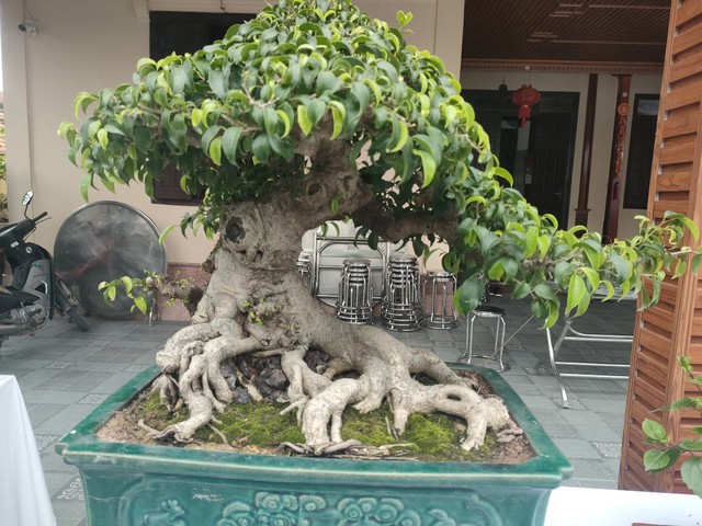 Chiêm ngưỡng hàng chục cây bonsai cổ thụ giá cả trăm triệu đồng không bán - Ảnh 4.