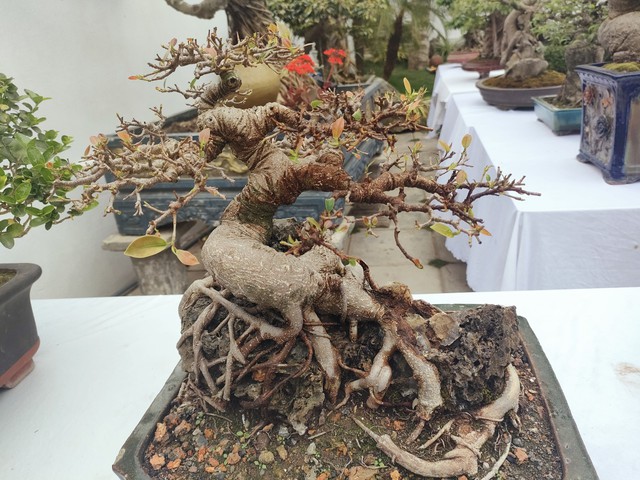 Chiêm ngưỡng hàng chục cây bonsai cổ thụ giá cả trăm triệu đồng không bán - Ảnh 7.