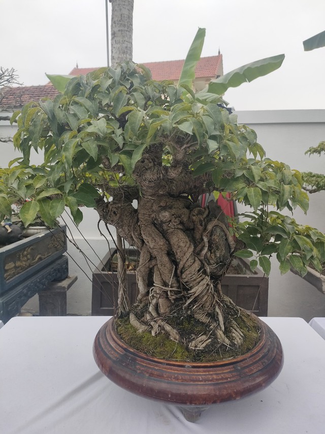 Chiêm ngưỡng hàng chục cây bonsai cổ thụ giá cả trăm triệu đồng không bán - Ảnh 5.