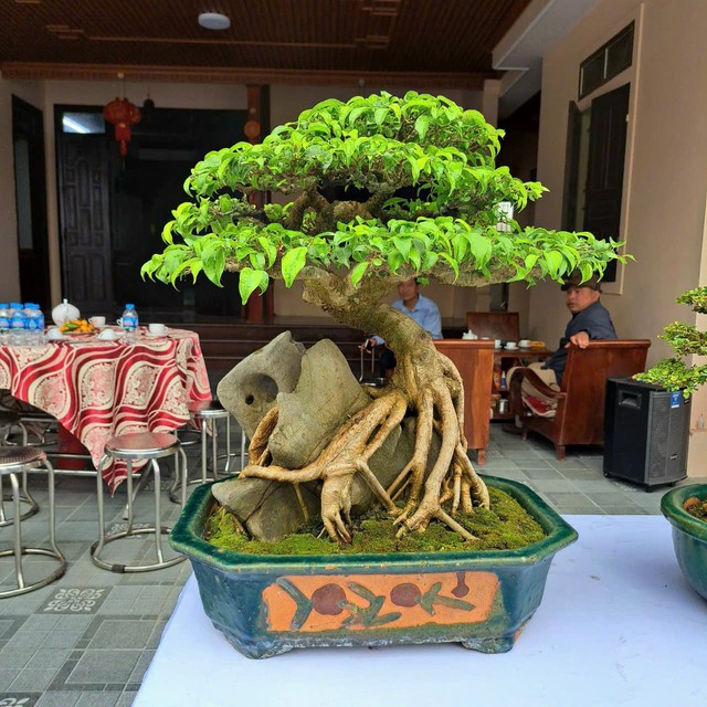 Chiêm ngưỡng hàng chục cây bonsai cổ thụ giá cả trăm triệu đồng không bán - Ảnh 6.