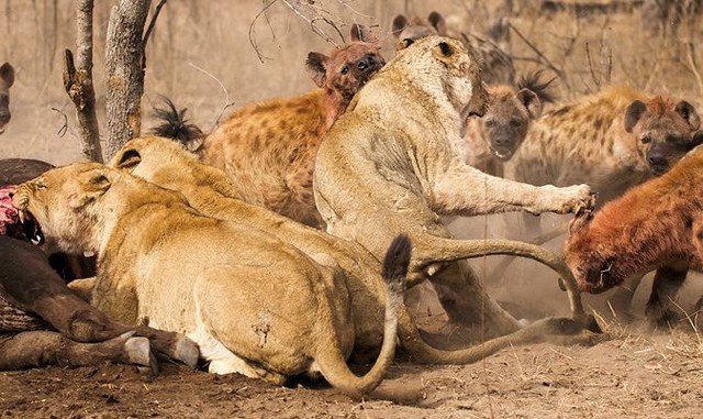Sư tử lớn gấp 3 lần linh cẩu nhưng phải chịu mất con mồi: Do &quot;chiến thuật&quot; đặc biệt này  - Ảnh 4.
