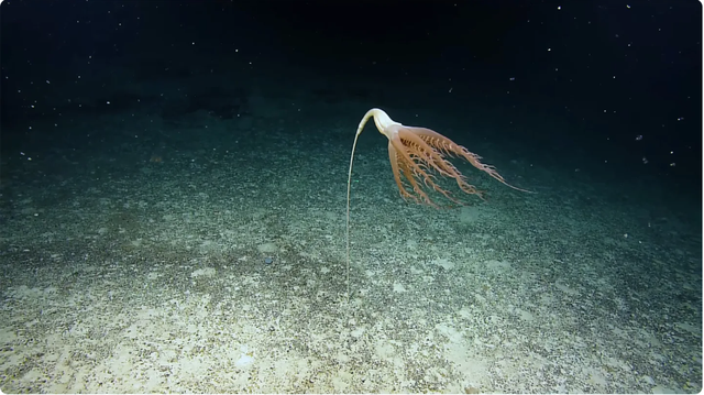 Dùng camera điều khiển từ xa, chuyên gia vô tình tìm thấy &quot;hoa biển&quot; quý hiếm dài 2m dưới đáy Thái Bình Dương - Ảnh 1.
