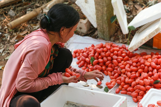 Giá nhót tại Hà Nội lên tới hơn 100 nghìn/kg, người nông dân than “được mùa nhưng mất giá” - Ảnh 14.