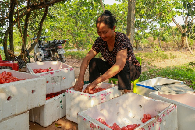 Giá nhót tại Hà Nội lên tới hơn 100 nghìn/kg, người nông dân than “được mùa nhưng mất giá” - Ảnh 6.