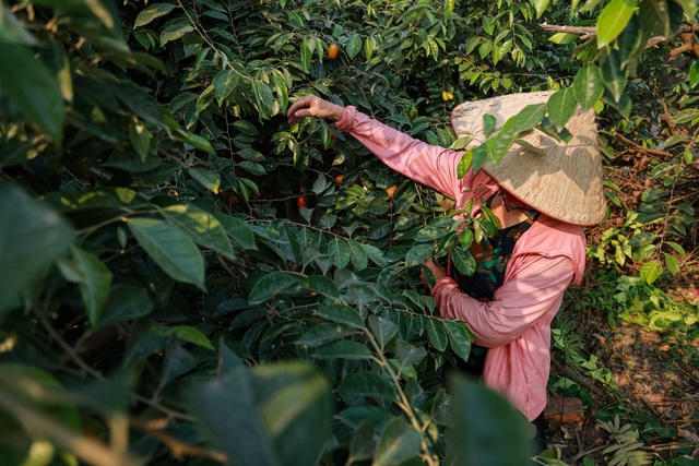 Giá nhót tại Hà Nội lên tới hơn 100 nghìn/kg, người nông dân than “được mùa nhưng mất giá” - Ảnh 1.