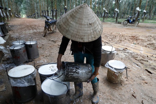 Một loại cây giúp Việt Nam kiếm nửa tỷ USD trong ba tháng đầu năm 2023 - Ảnh 1.