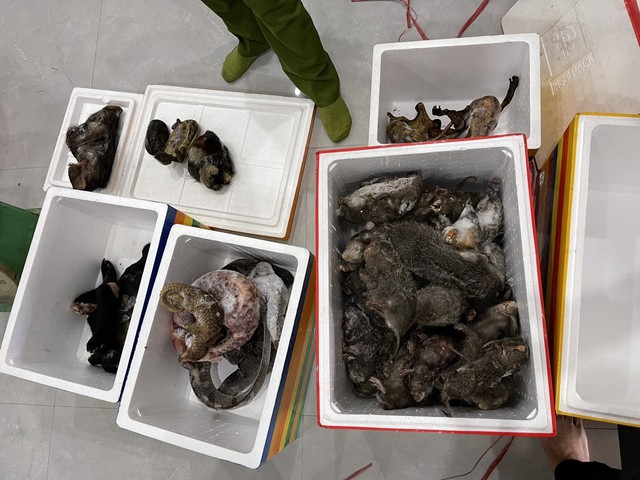 Thừa Thiên Huế: Phát hiện đối tượng tàng trữ số lượng lớn cá thể động vật quý hiếm - Ảnh 1.