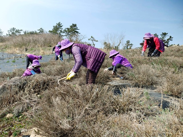 Sự thật về hòn đảo màu tím tại Hàn Quốc khiến giới trẻ đổ xô đến check-in - Ảnh 4.