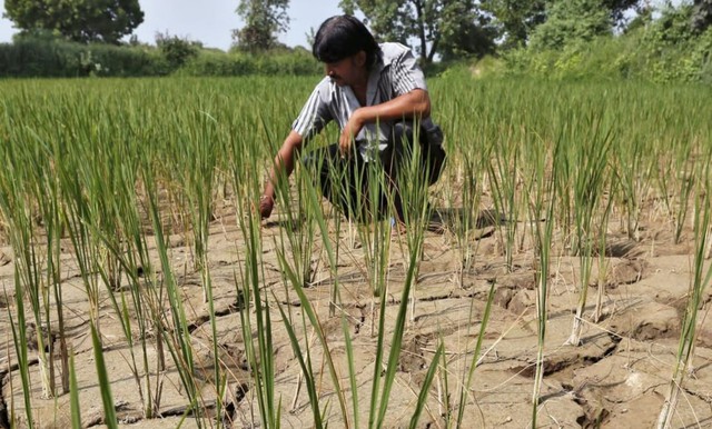El Nino khả năng cao trở lại vào tháng tới: Biến đổi khí hậu đe dọa nhà cung gạo hàng đầu thế giới - Ảnh 1.