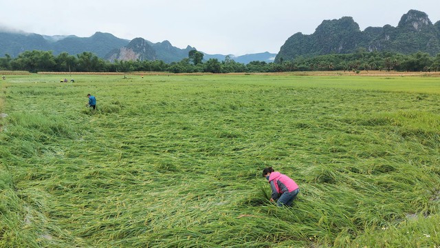 Quảng Bình: Giông lốc làm lúa của bà con nông dân sắp gặt bị ngã rạp - Ảnh 1.